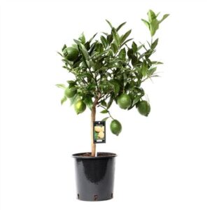 Цитрус зеленая лайм стебель