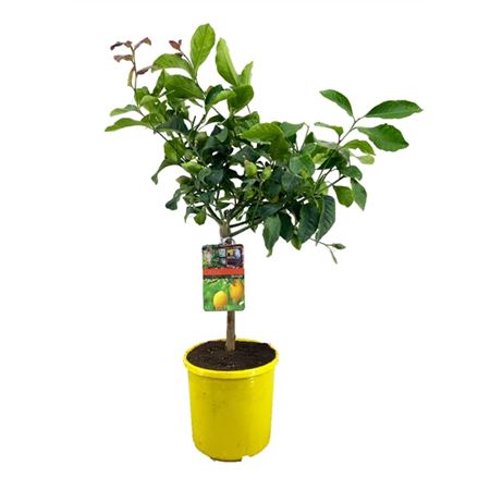 b095825_0000163586_h_1