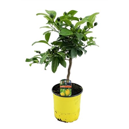 b095825_0000166590_h_1