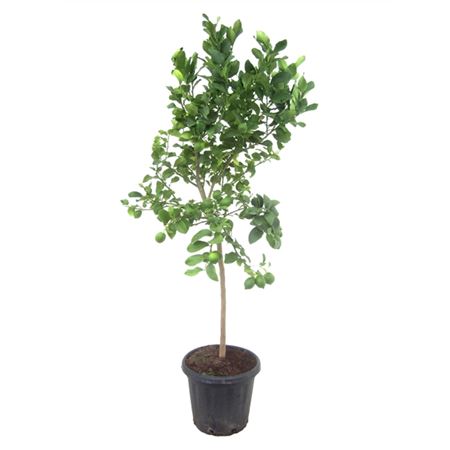 b095825_0000254628_h_1