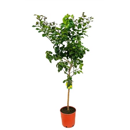 b095825_0000266638_h_1