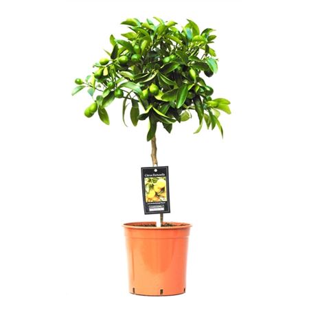 b097032_0000254615_h_1