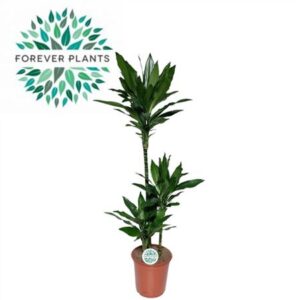 Драк Джанет Линд