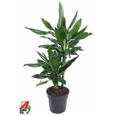 b100116_0000287445_h_1