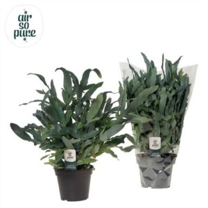 Флебодиум голубая папоротник Аир Пуре