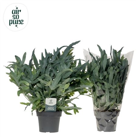 b100947_0000245521_h_1