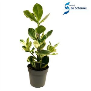 Клусиа розовая белая стар