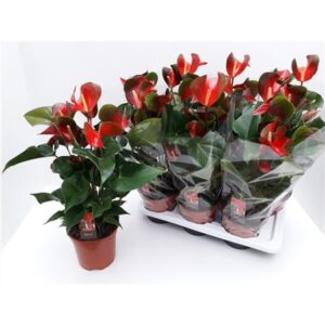 Ант Адиос Динамите