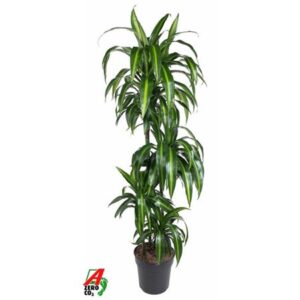 Драк Хаваииан