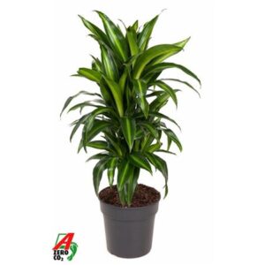 Драк Хаваииана Бранчед