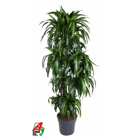 b106030_0000297152_h_1