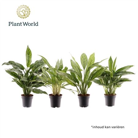 b107502_0000196993_h_1