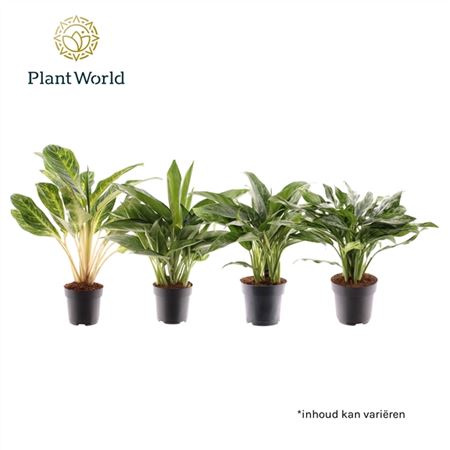 b107502_0000265646_h_1