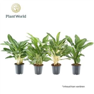 Аглаонема декоративная