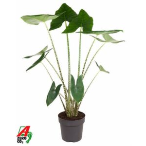 Алоказия зебрина