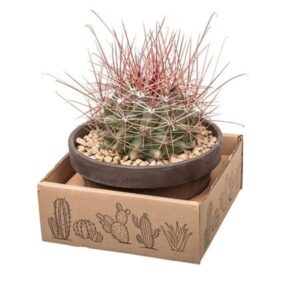 Ферокактус Хаматакантус Терракотта