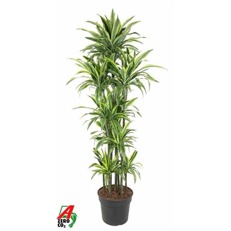 b114296_0000275874_h_1