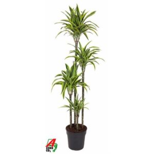 Драк лимон лайм