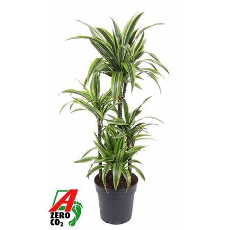 b114296_0000294180_h_1