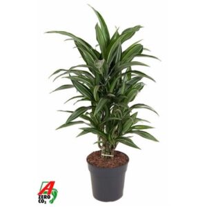 Драк Улисес Бранчед