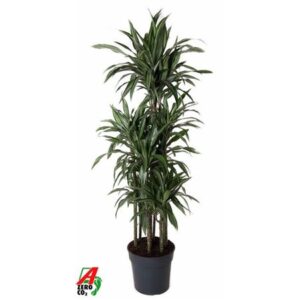 Драк Улисес