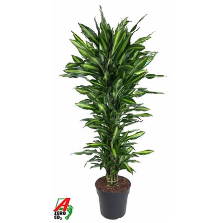 b114303_0000257580_h_1