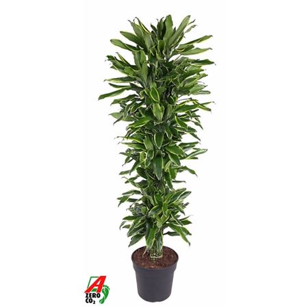 b114304_0000263570_h_1