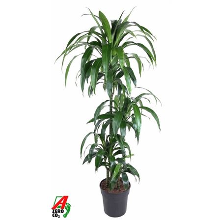 b114305_0000295103_h_1