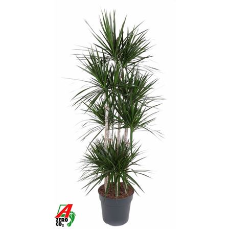 b114310_0000275877_h_1