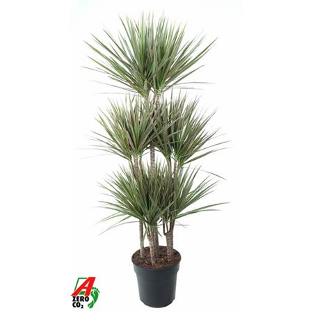 b114312_0000295717_h_1