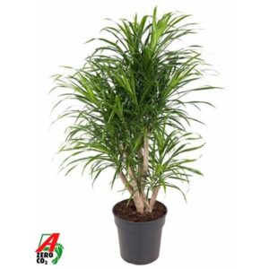 Драк Анита вариегатная Бранчед