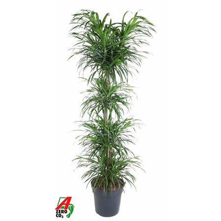 b114315_0000280914_h_1