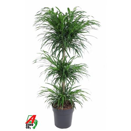 b114315_0000294584_h_1