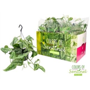 Сциндапсус Пиктус Требие Ханг