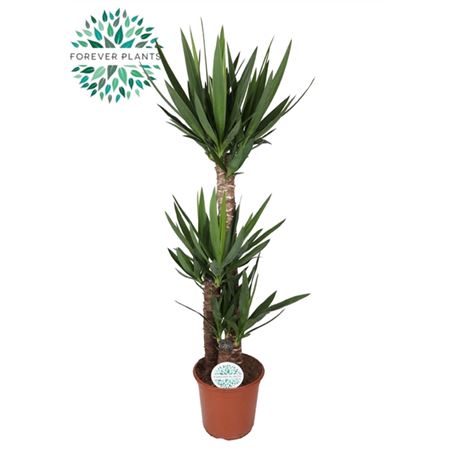 b114322_0000175117_h_1