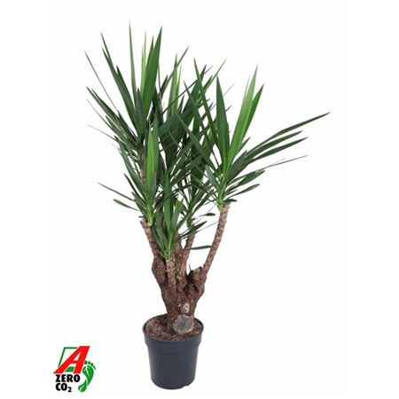 b114322_0000278362_h_1