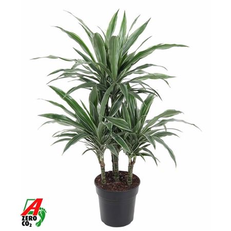 b114324_0000280576_h_1