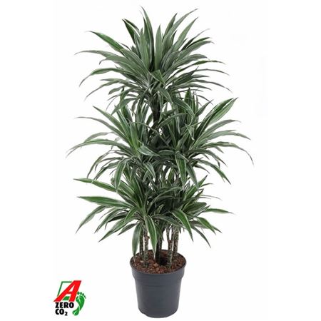 b114324_0000296109_h_1