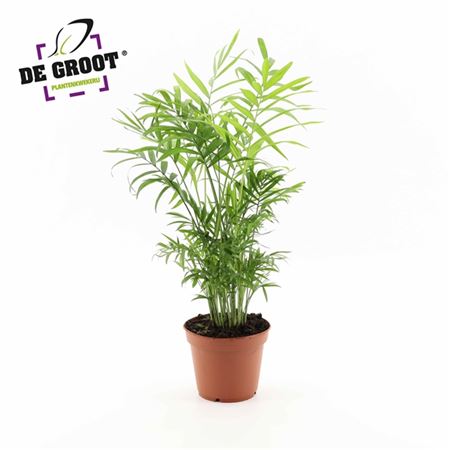 b114858_0000171019_h_1