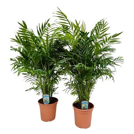 b114858_0000286505_h_1