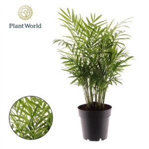 Хамедорея изящный декоративная