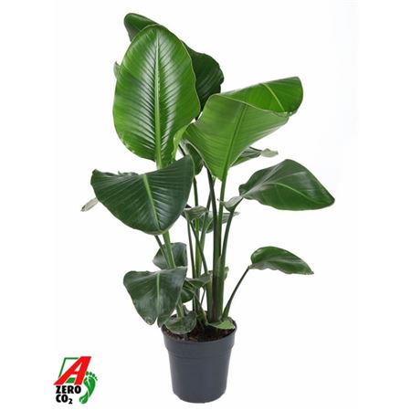 b114960_0000173750_h_1