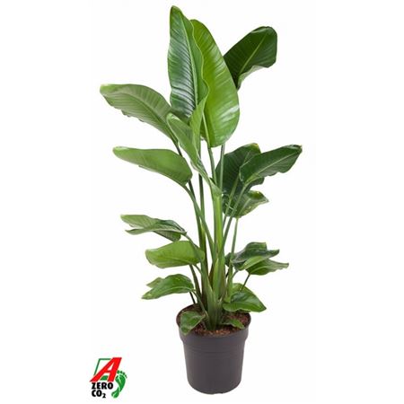 b114960_0000213685_h_1