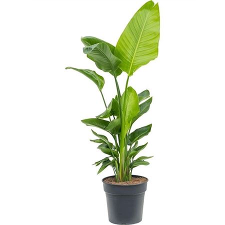 b114960_0000227000_h_1