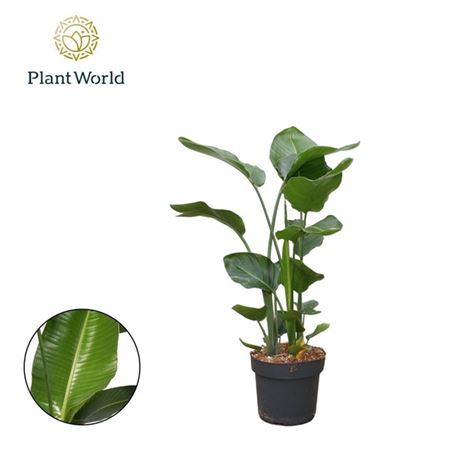 b114960_0000247512_h_1