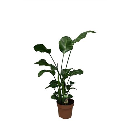 b114960_0000270347_h_1