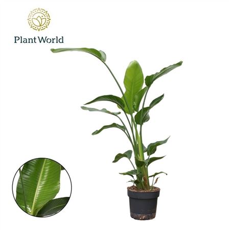 b114960_0000275976_h_1