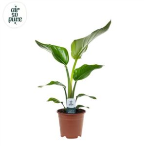 Стрелиция Николаи