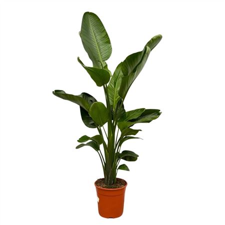 b114960_0000282505_h_1