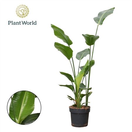 b114960_0000284834_h_1